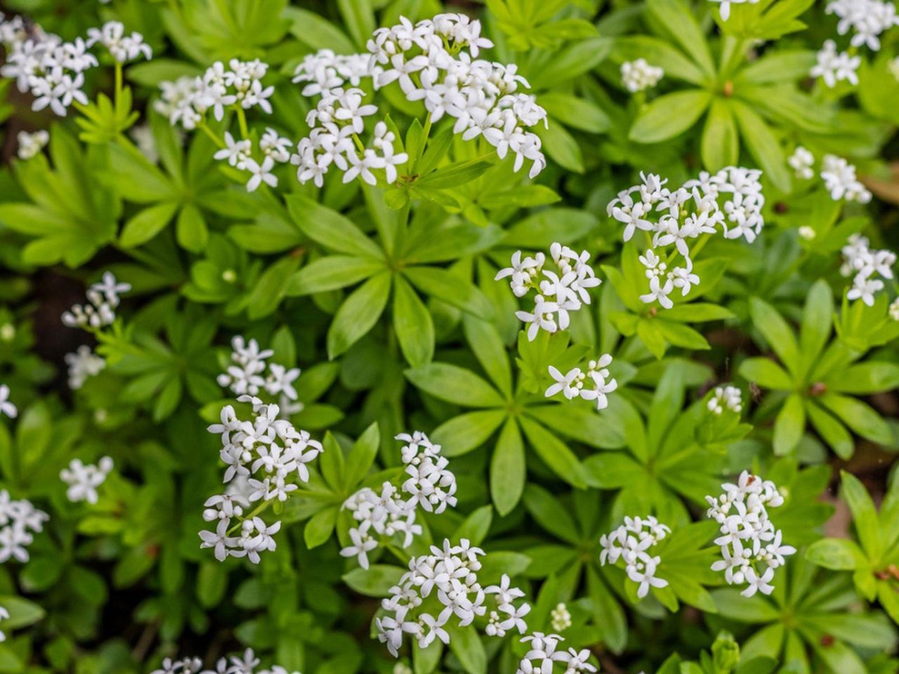 White Flowered Herb Plants