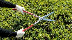 The best hedge shears, the ARS HS-KR1000 hedge shears