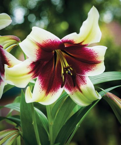 Types of lilies: 16 gorgeous varieties to choose from | Gardeningetc