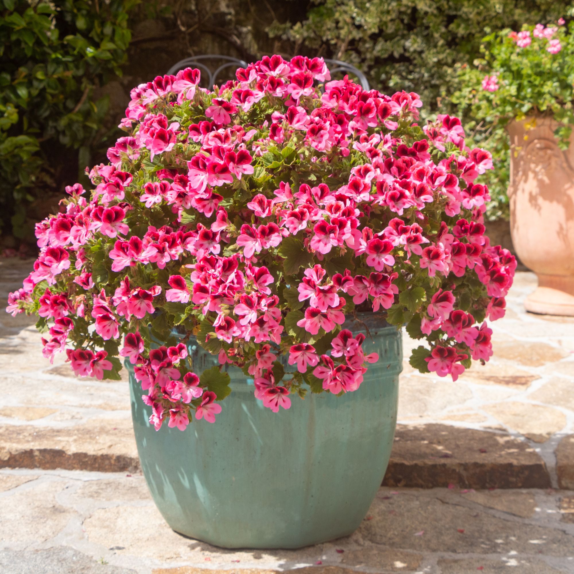 summer geraniums in container