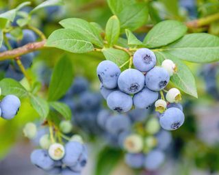 blueberry 'bluecrop'