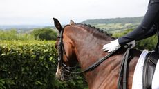 British Dressage has launched an equine welfare action plan.