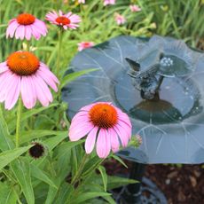 bird bath surrounded by pink coneflowers