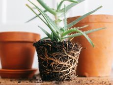 An aloe vera plant with soil and bare roots in the shape of a pot, next to two empty terra cotta pots