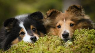 Shetland Sheepdog