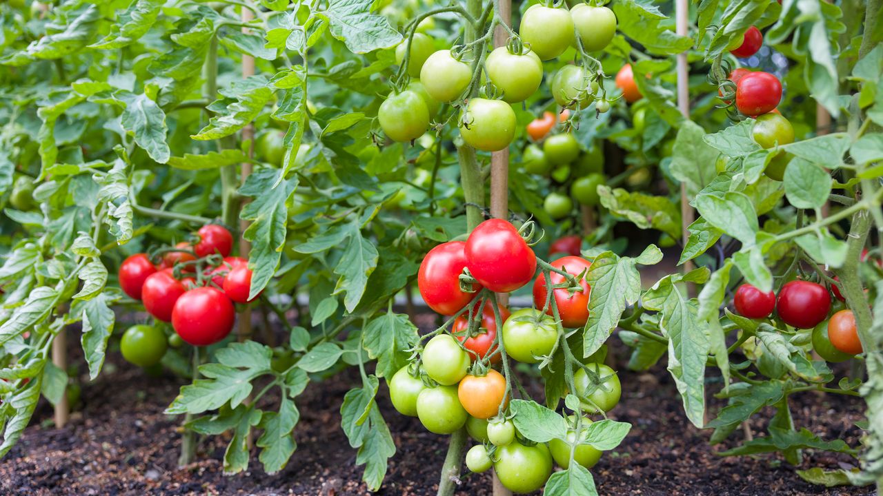 Red, yellow and green tomatoes growing on plant