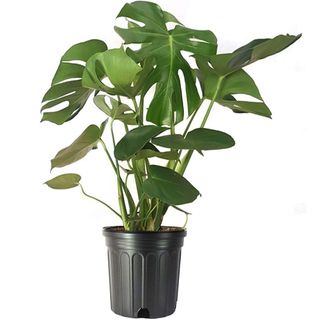 American Plant Exchange Monstera Deliciosa Split-Leaf, Live Indoor Plant, 10-Inch Pot, Large Vining Houseplant