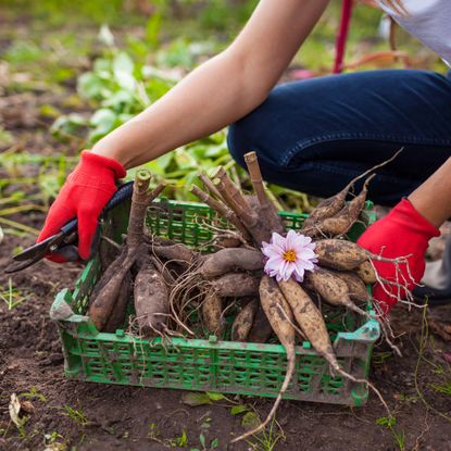 Woman storing dahlia tubers from the garden