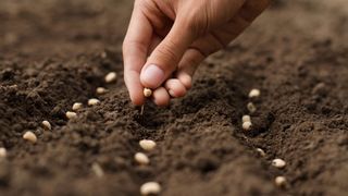 Woman direct sowing seed into drills in soil