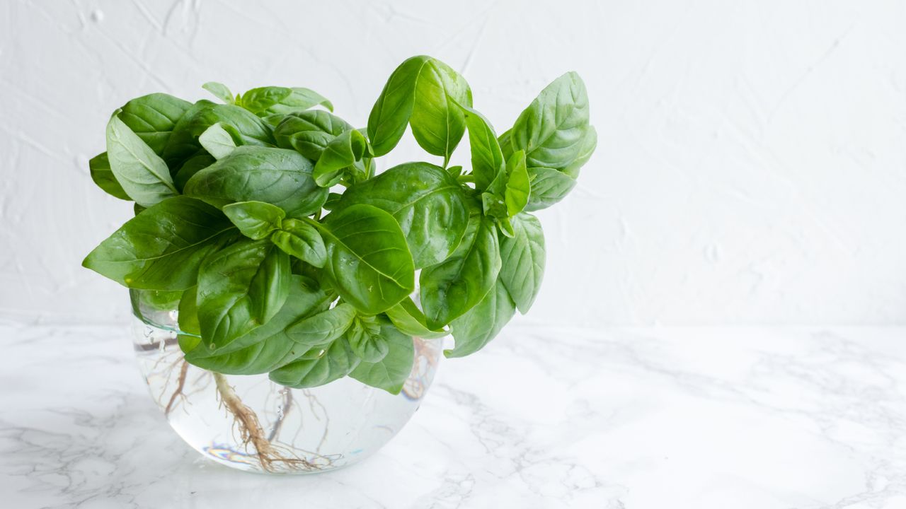 Propagated basil cuttings in water