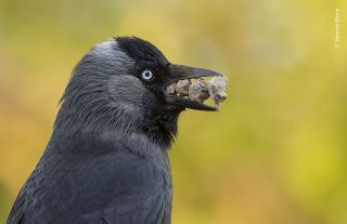 A jackdaw brings stones to its nest