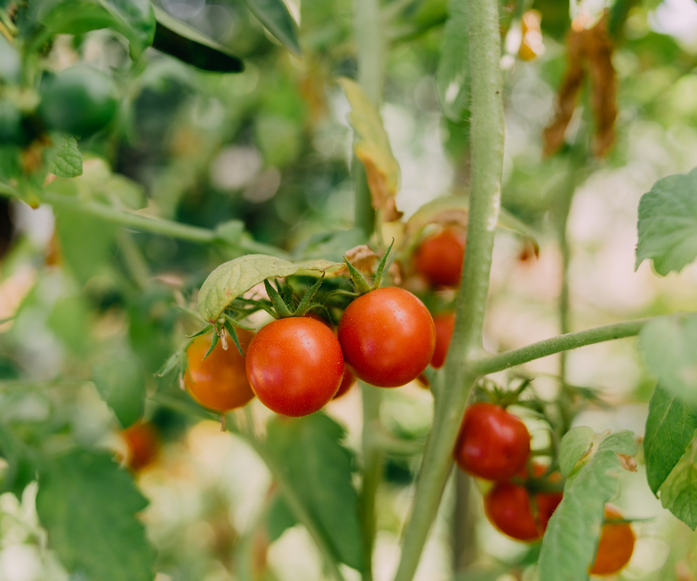 Up close shot of a cluster of cherry tomatoes