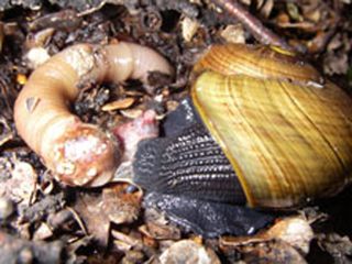 The endangered powelliphanta snails eat worms and slugs and can grow to be as big as a man's fist.