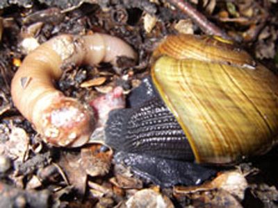 The endangered powelliphanta snails eat worms and slugs and can grow to be as big as a man&#039;s fist.