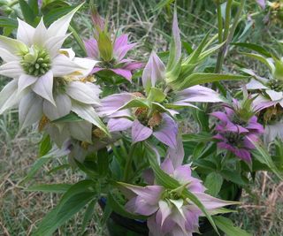 horsemint plants growing large in native border