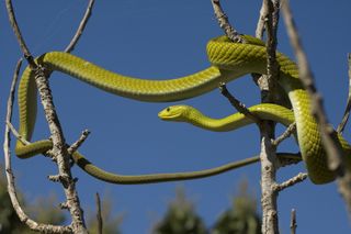 Green mambas are smaller than black mambas and come in two species: Western and Eastern.