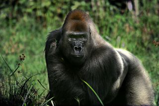 Forskere, der arbejder i regnskoven i Den Centralafrikanske Republik, fulgte en han-sølvryggorilla ved navn Makumba (vist her) i 12 måneder. De fandt ud af, at han kunne tænde og slukke for sin stikkende lugt afhængigt af den sociale kontekst.