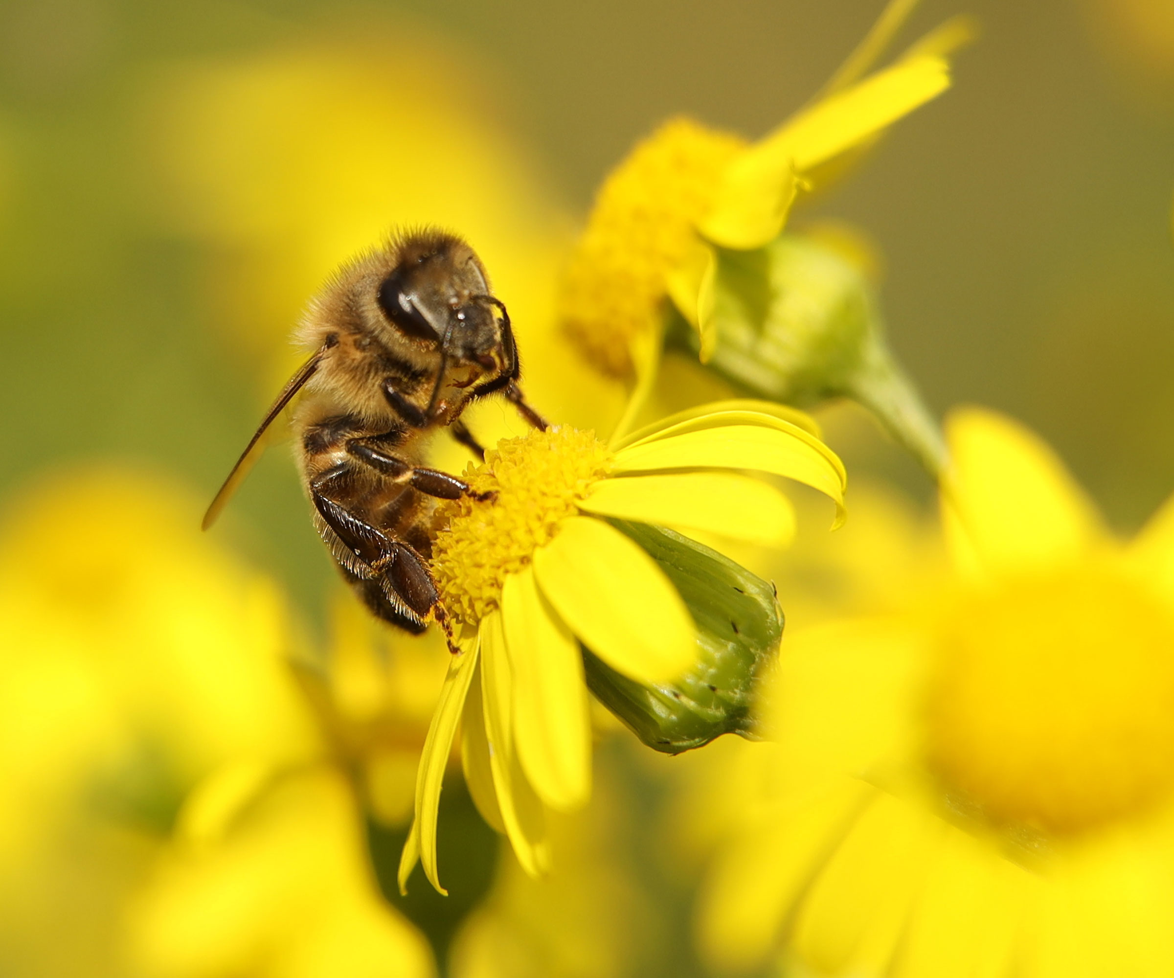 bee and groundsel flower in garden