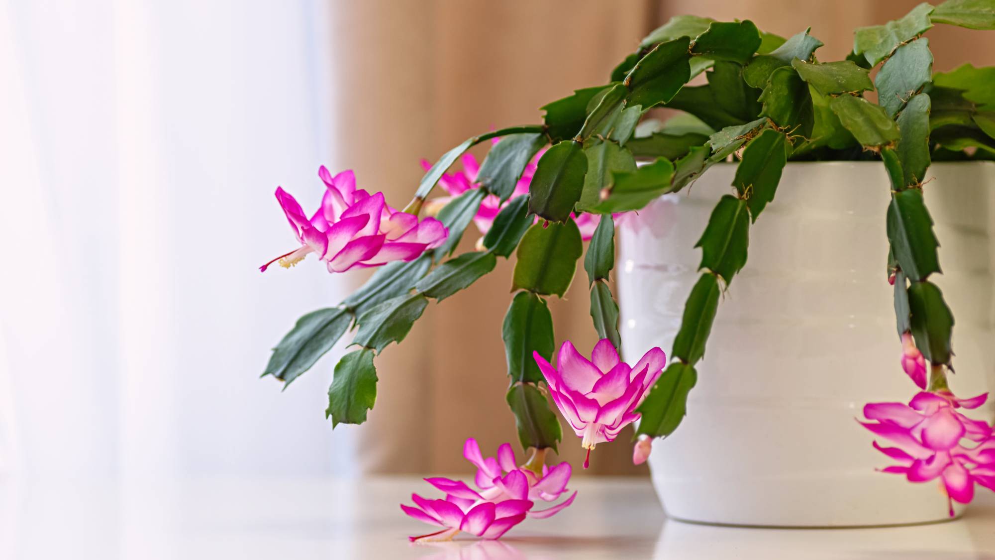Pink Christmas cactus in bloom