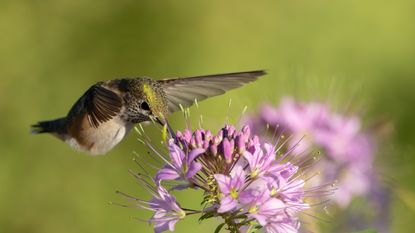 Hummingbird feeding on a pink cleome flower during late summer in a garden border