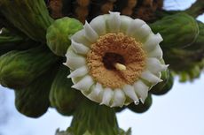 Sonoran Desert blooms