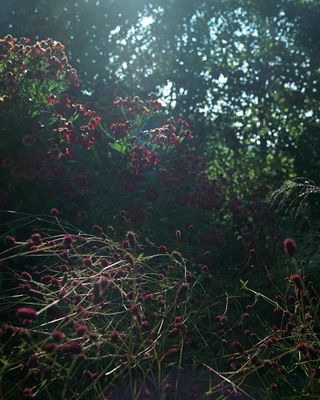 Red Flowers in Piet Oudolf Garden in Hummelo