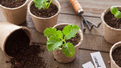 collard green seedlings in paper pots