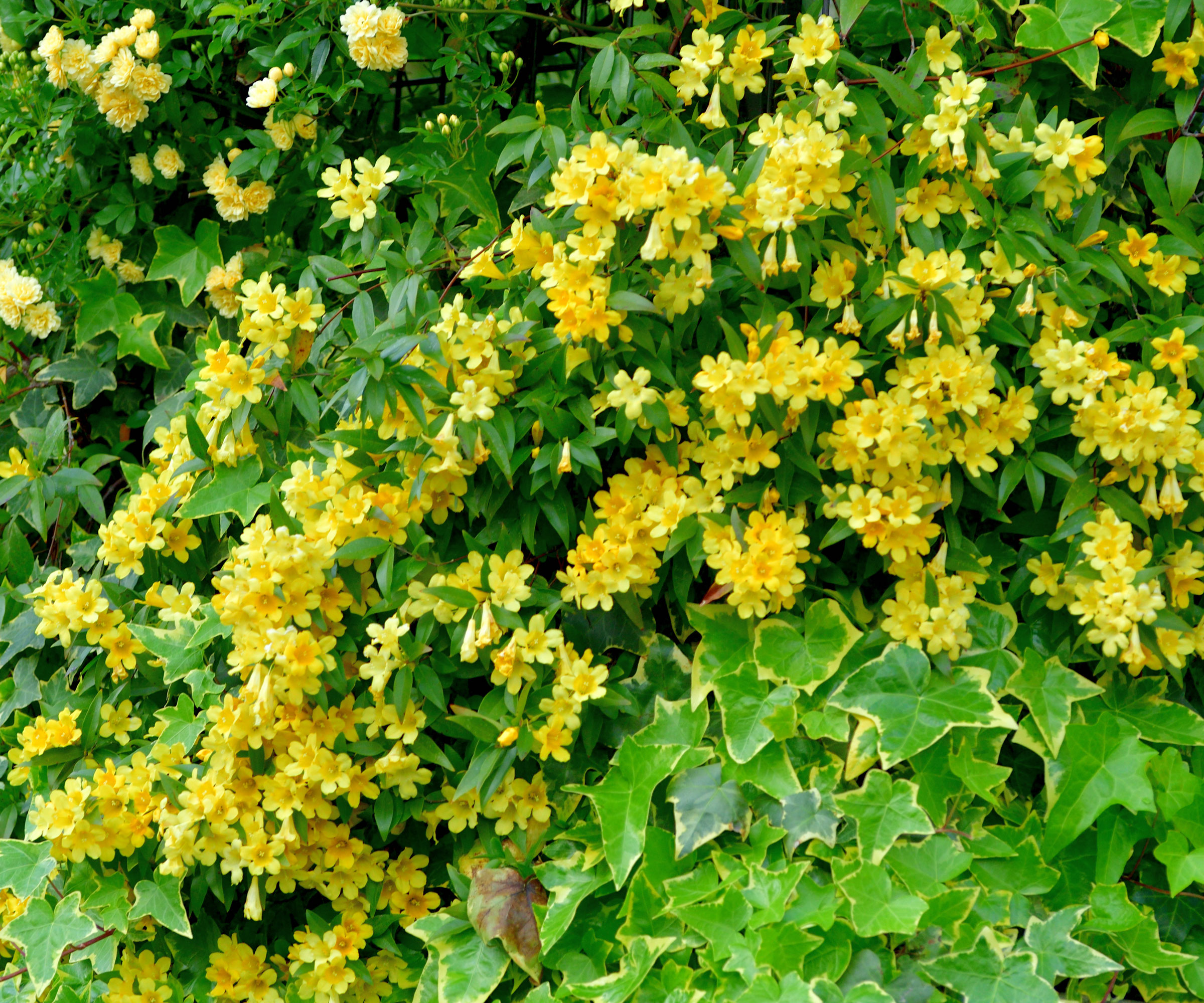 Carolina Jessamine plant in bloom with ivy