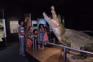 Crocs Saltwater crocodile