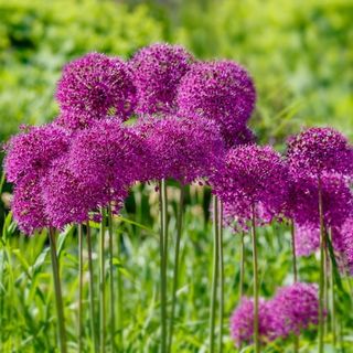 Garden State Bulb Purple Sensation Allium Flower Bulbs, 12/+ Cm (bag of 25)