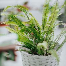 fern in white wicker pot 