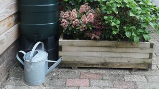 rain water barrel in the garden beside a raised bd with hydrangea