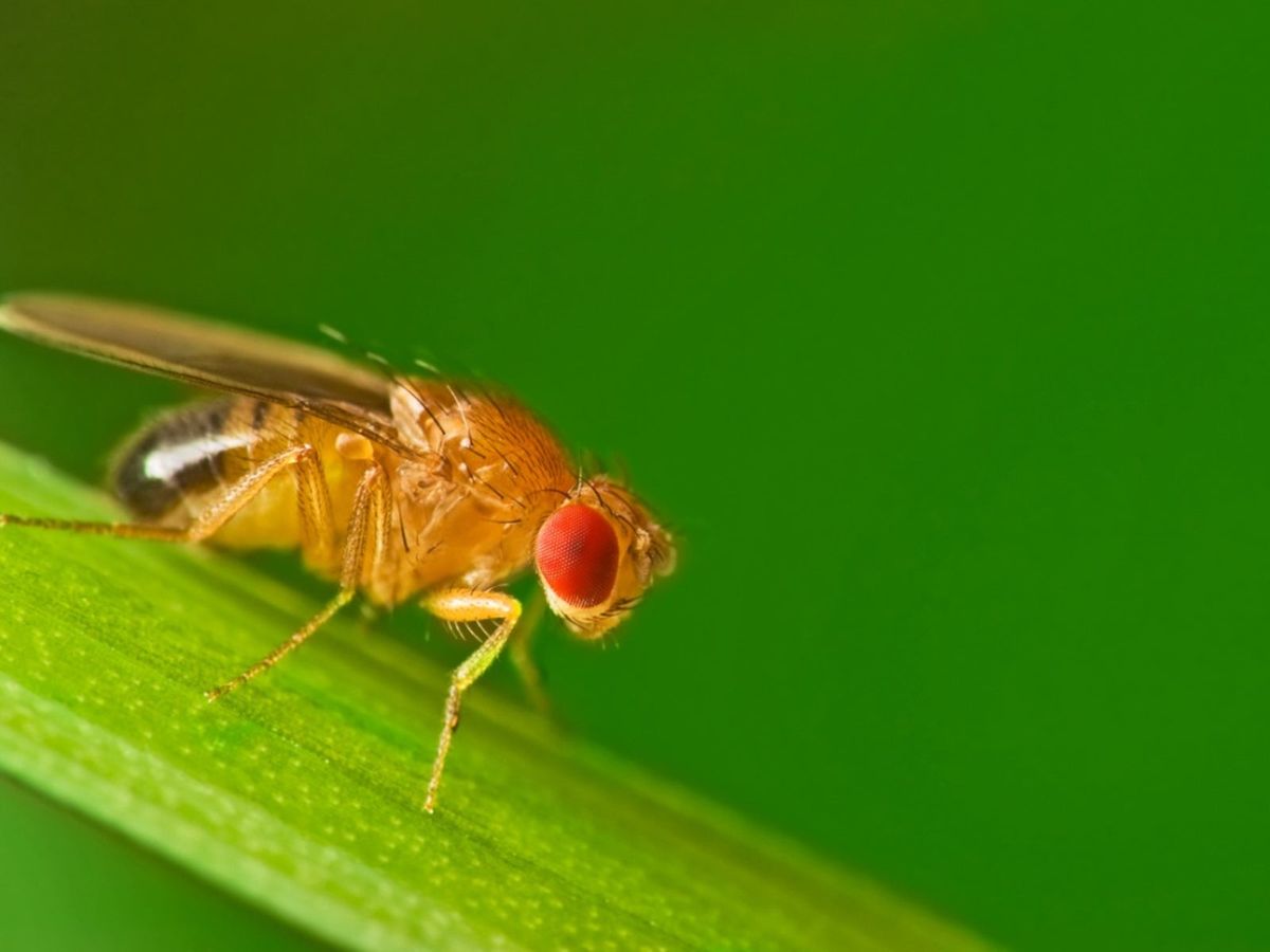 Getting Rid Of Fruit Flies Control Of Fruit Flies In The Home And