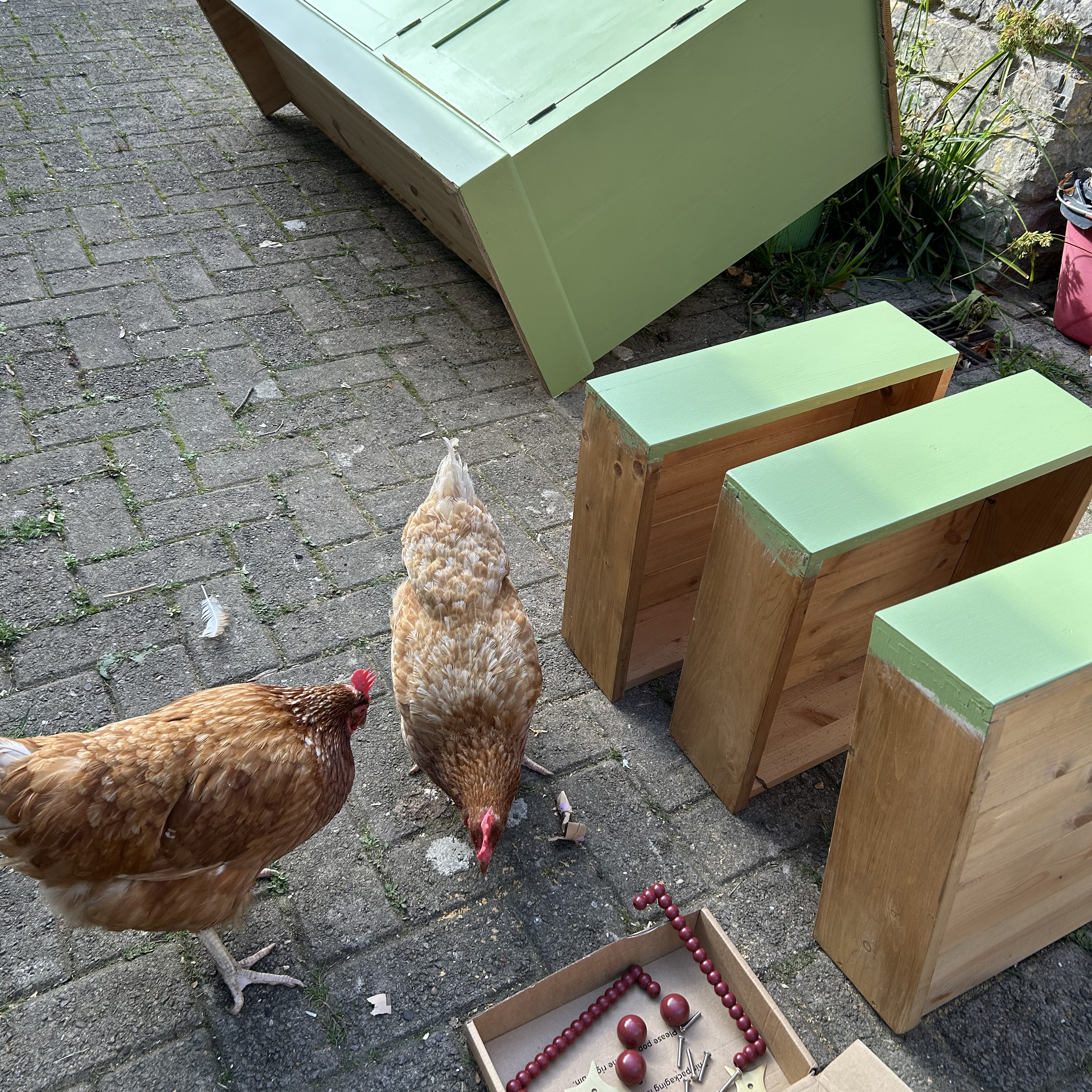 painting a cabinet green while chickens watch on