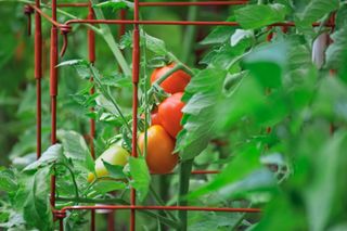 A close-up of tomatoes growing inside a plant cage