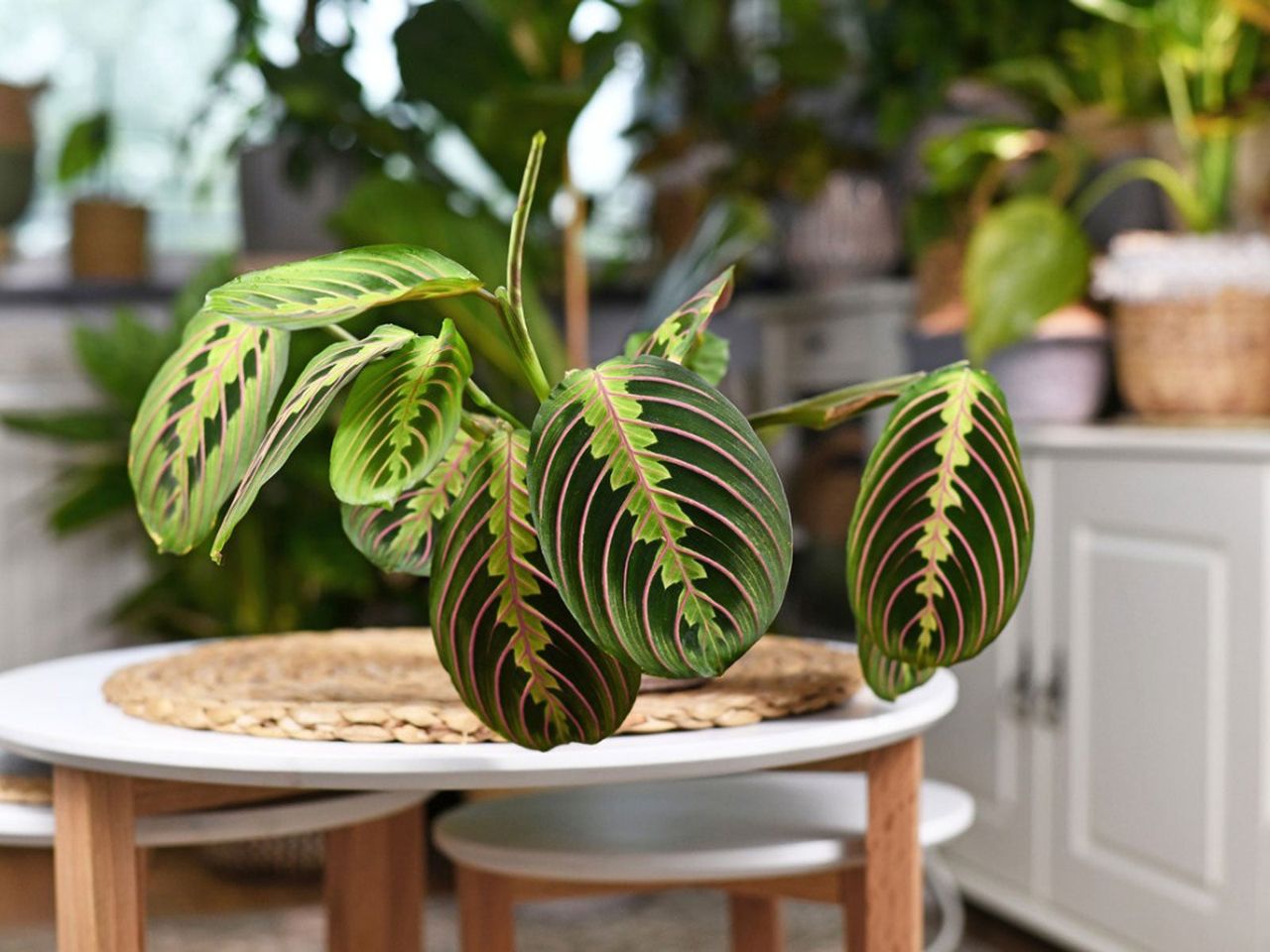 Indoor Maranta Houseplant