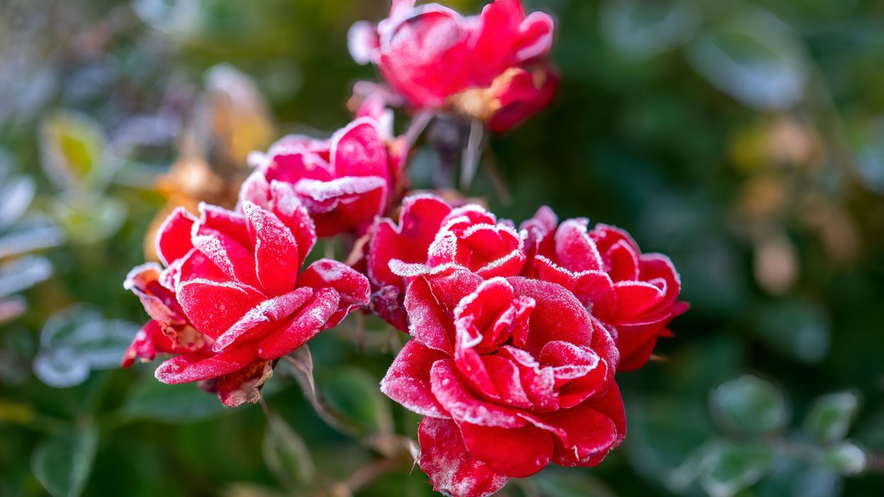 Roses blooming with frost on the petals