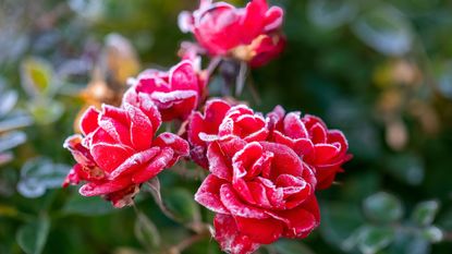 Roses blooming with frost on the petals