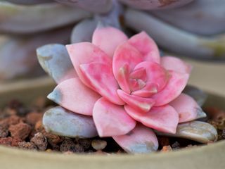 pink and grey echeveria plant in pot