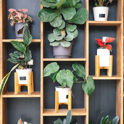 mixed houseplants placed inside a bookcase-style wall mount against a dark blue wall