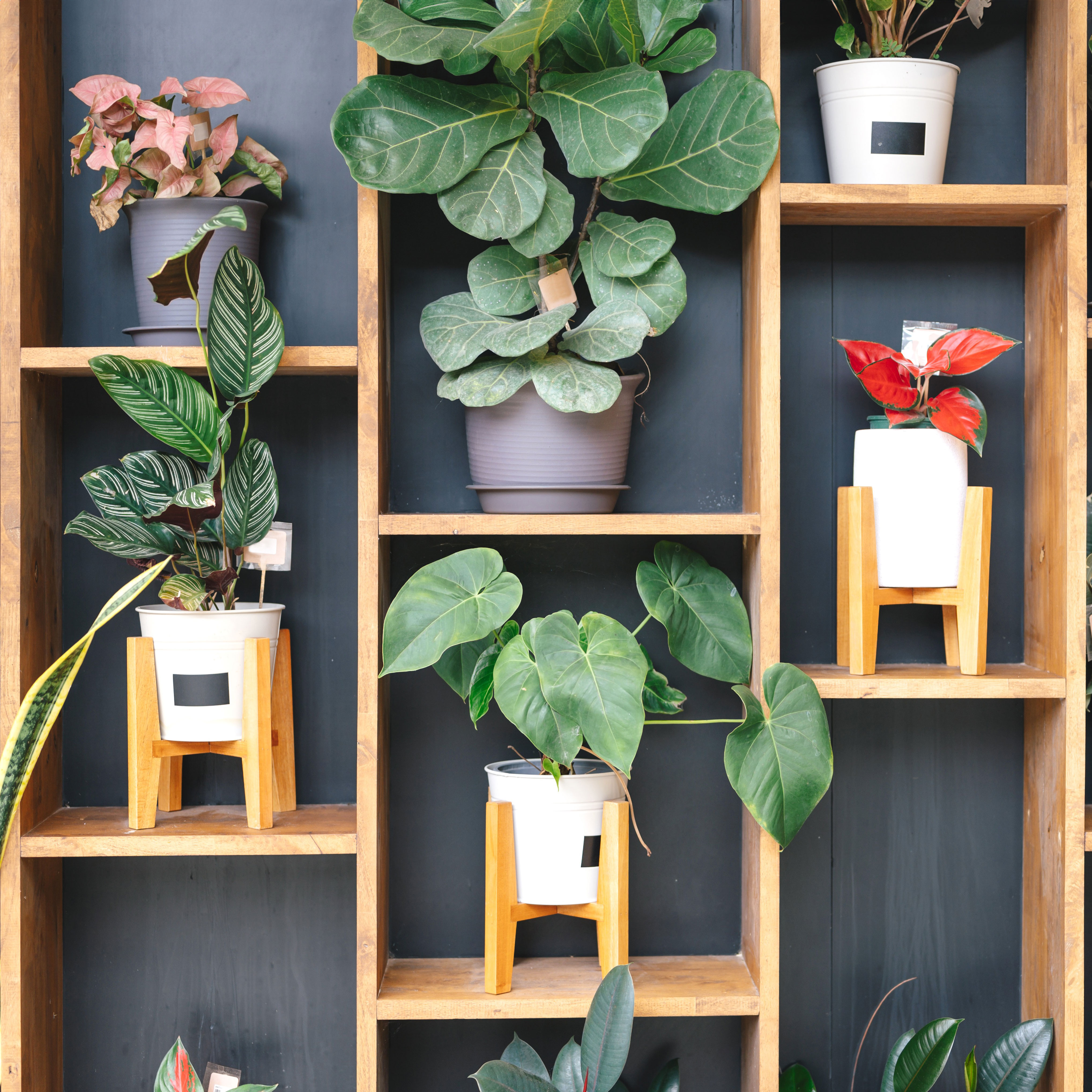 mixed houseplants placed inside a bookcase-style wall mount against a dark blue wall