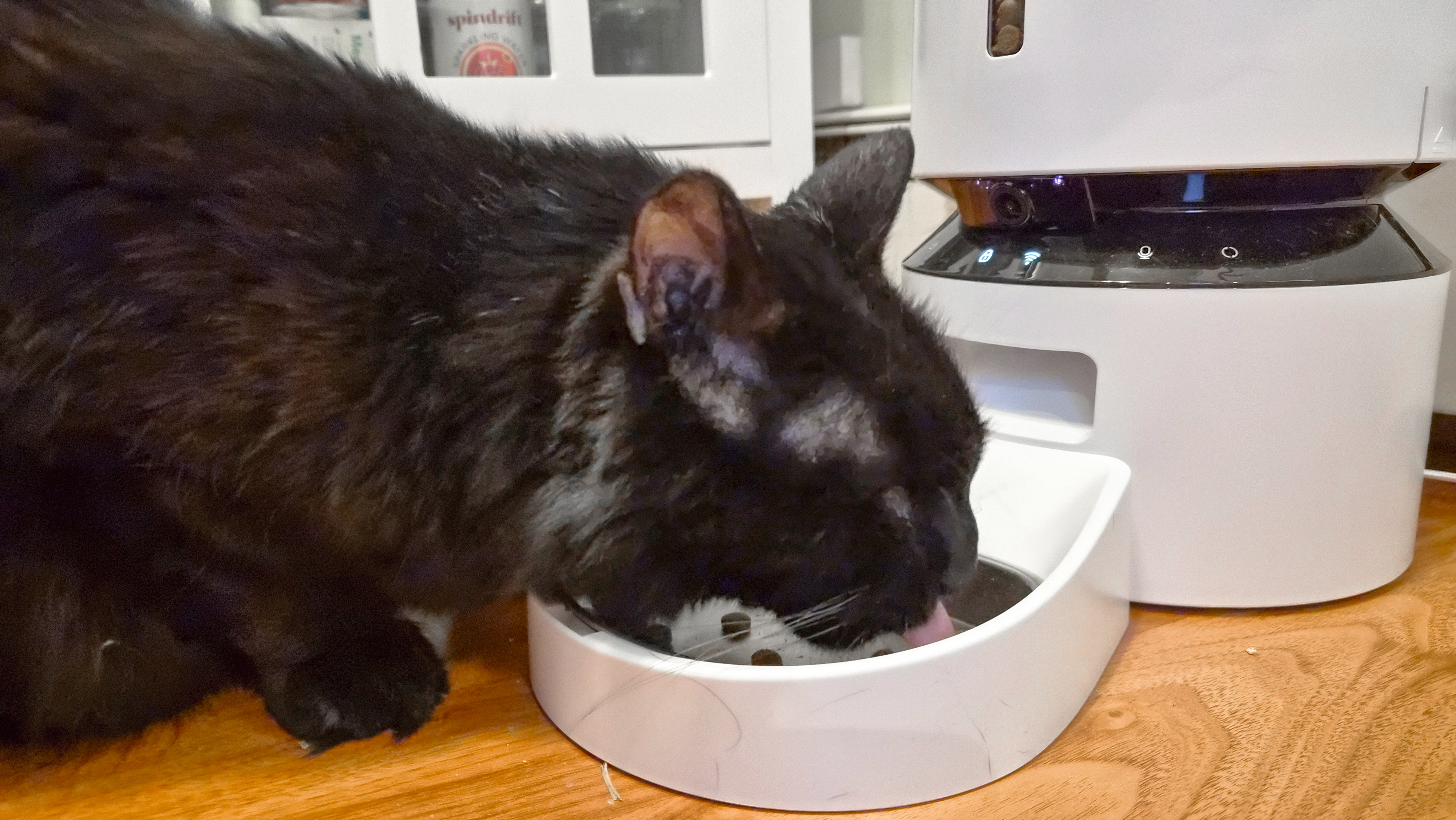 Petlibro Granary Smart Camera Feeder in a kitchen.