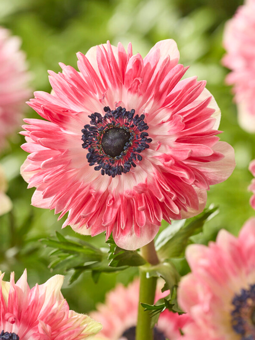 Anemone Fullstar Red/white