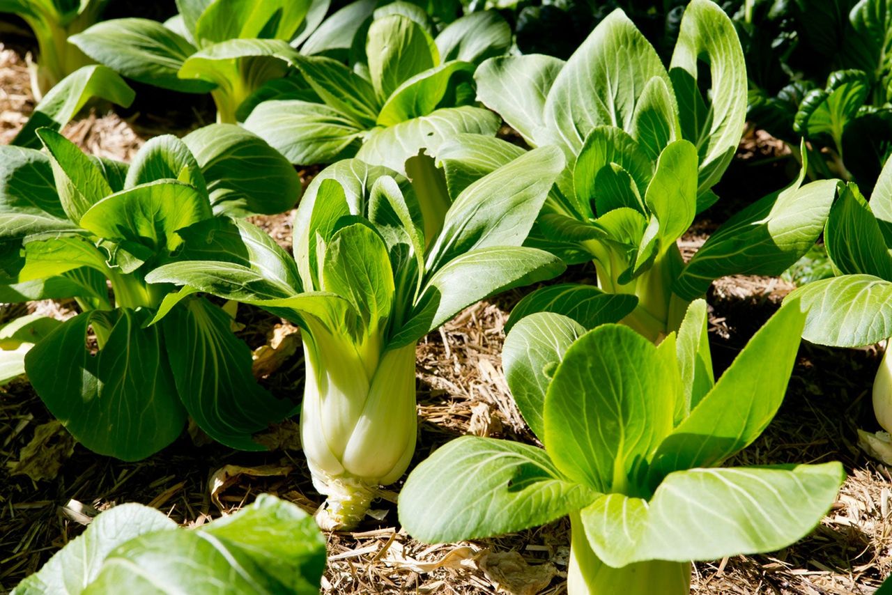 Planted Bok Choy