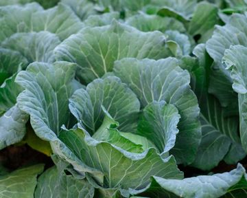 Best companion plants for onions: flowers, herbs and veg to grow with