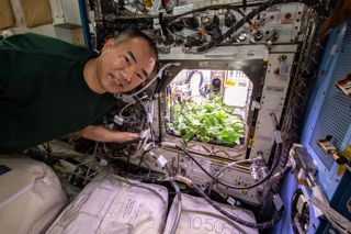Expedition 64 Flight Engineer and JAXA astronaut Soichi Noguchi poses with radish plants growing inside the Advanced Plant Habitat, a fully automated facility that is used to conduct space botany investigations on the International Space Station.
