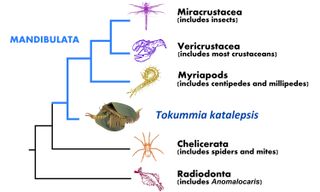 The Tokummia katalepsis is an arthropod. This cladogram — a diagram displaying the connection between several species — shows the creature's relationship to other arthropods.