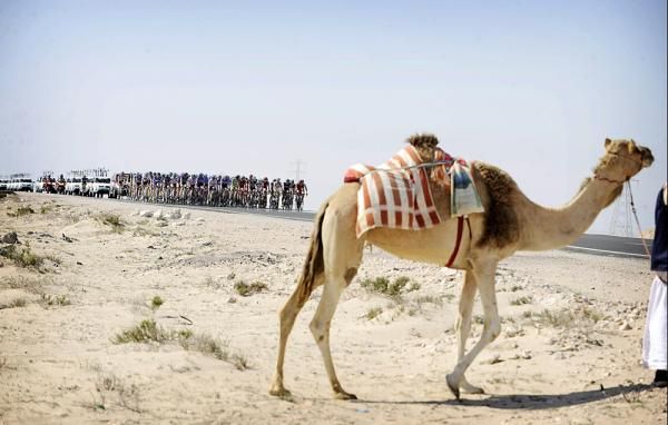 Local wildlife in Qatar.