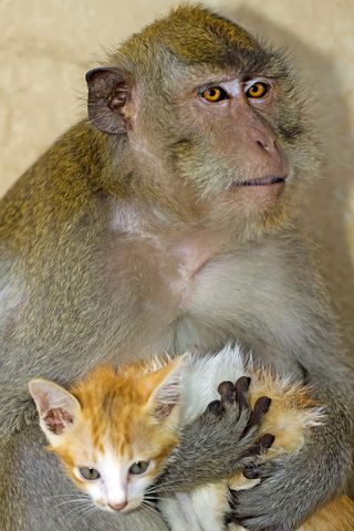 macaque-and-kitten.jpg