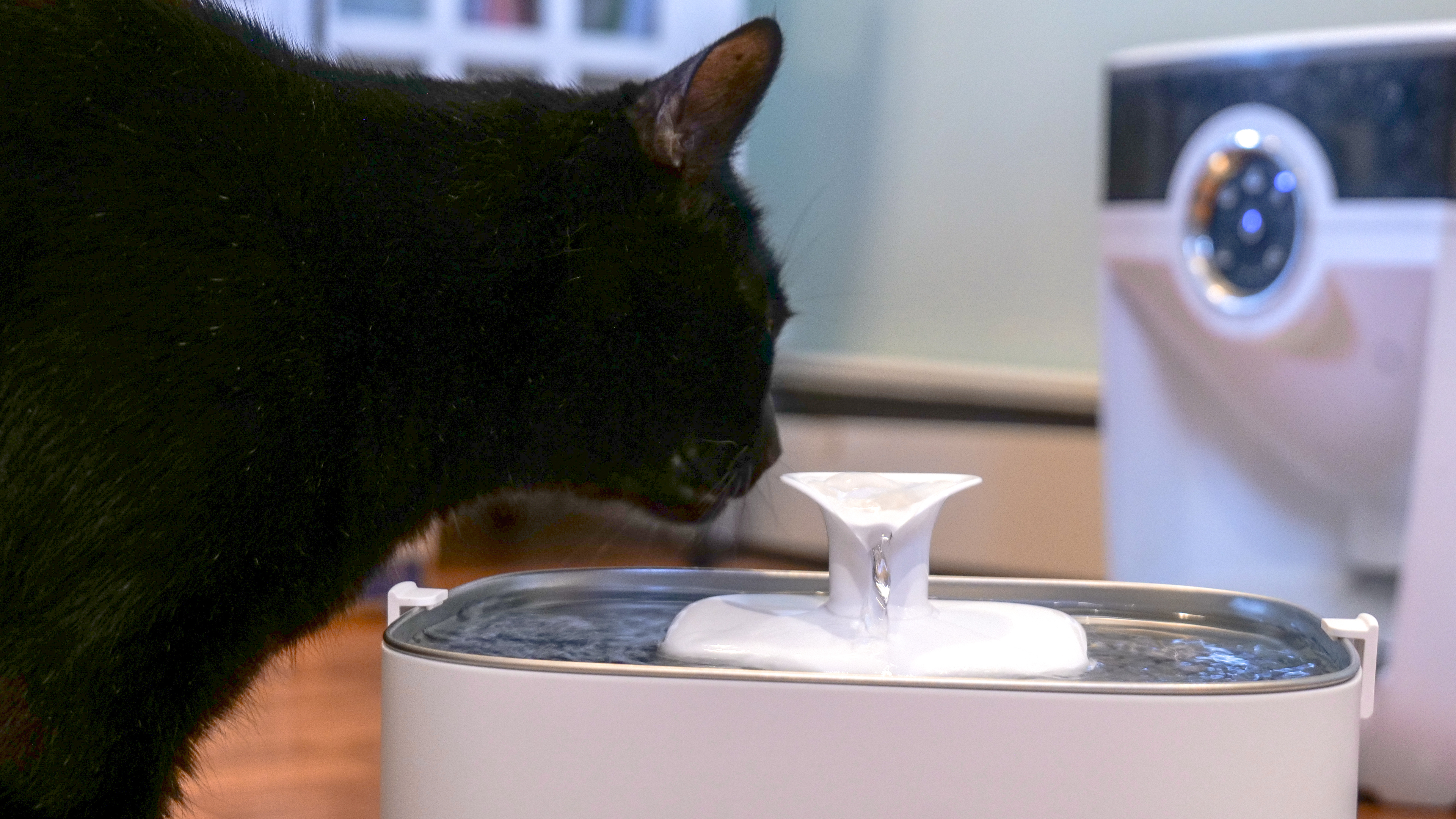 Thirsty cat drinking from Petlibro Dockstream Smart Water Fountain.